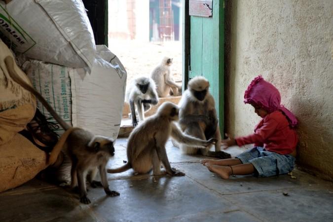 Samarth Bangari's unusual friendship was discovered when the youngster was spotted alone in his village in southern India playing with nearly two dozen gary langurs. Monkey