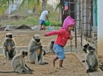 Monkey