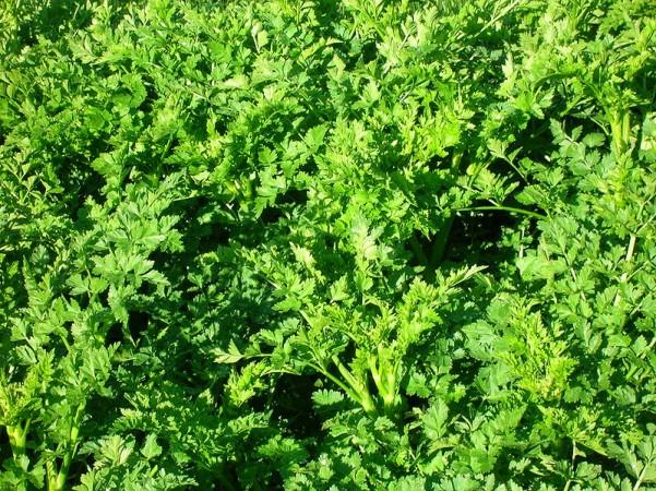 hemlock water dropwort hemlock water dropwort