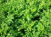 hemlock water dropwort