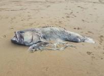 The creature weighed around 330 pounds and was six feet long.