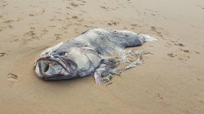 The mysterious creature that washed up on Moore Park Beach, Australia. The mysterious creature that washed up on Moore Park Beach, Australia.