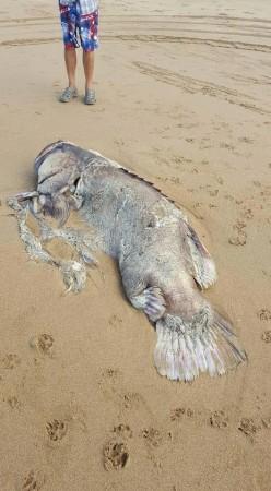 The unidentified creature had vanished when the couple went back to the spot the next day. The unidentified creature had vanished when the couple went back to the spot the next day.