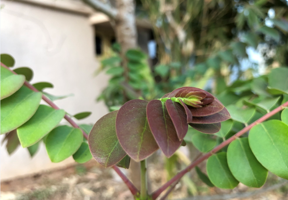 Apple, iPhone X, review, camera