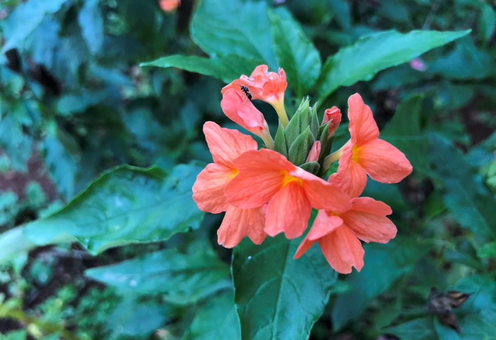 Apple, iPhone X, design, display, camera, performance, battery, review