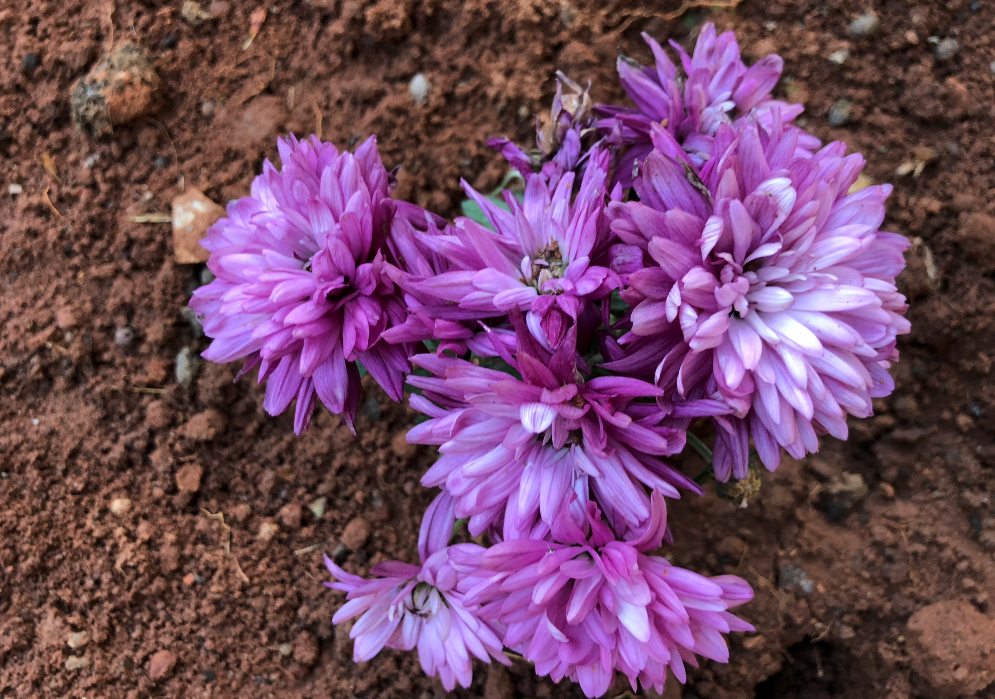 Apple, iPhone X, design, display, camera, performance, battery, review