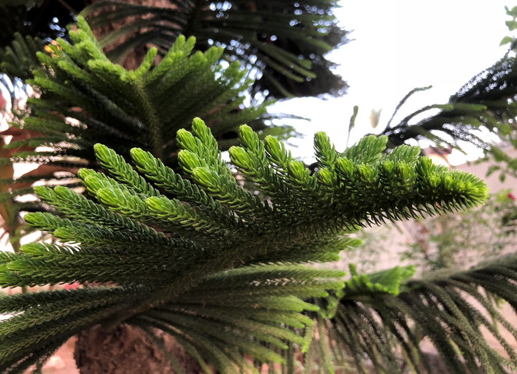 Apple, iPhone X, design, display, camera, performance, battery, review