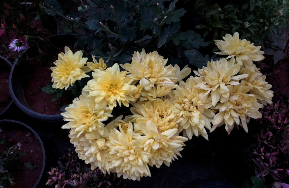 Apple, iPhone X, design, display, camera, performance, battery, review