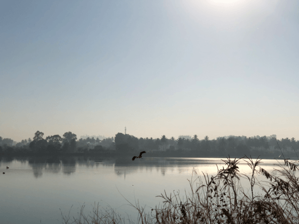 Apple iPhone X primary camera sample is taken during early morning at Jakkur lake, Bengaluru Apple, iPhone X, design, display, camera, performance, battery, review