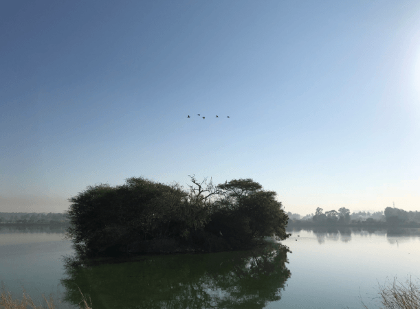After the recent desilting, Jakkur lake, Bengaluru is back to pristine condition and is now home to a lot of migratory birds. Apple, iPhone X, design, display, camera, performance, battery, review