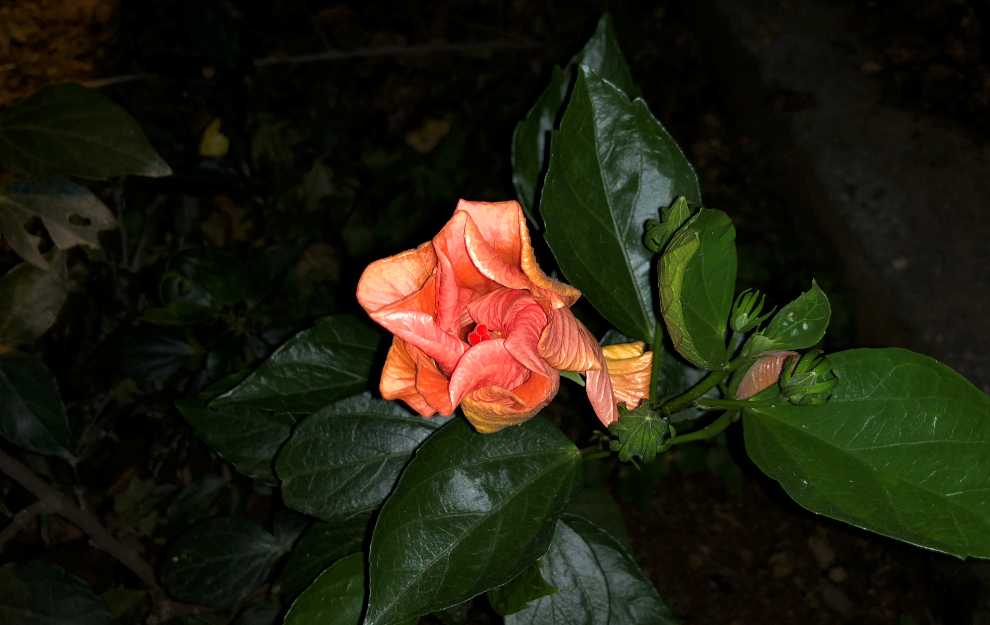 Apple, iPhone X, design, display, camera, performance, battery, review