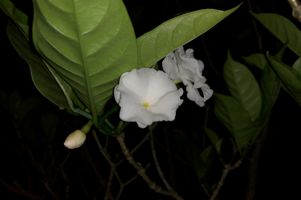 Apple, iPhone X, design, display, camera, performance, battery, review