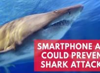 New smartphone app Clever Buoy could prevent shark attacks