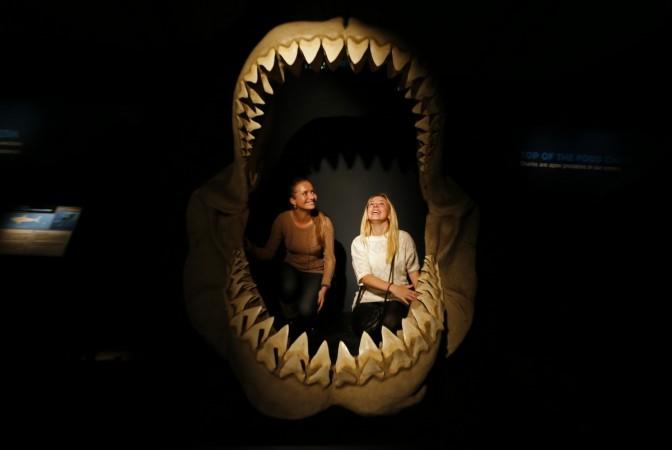 Scientists believe the Megalodon's jaw had a massive bite force Megalodon jaw
