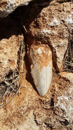 Tooth of an ancient giant shark goes missing in Australia Tooth of an ancient giant shark