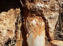 Tooth of an ancient giant shark