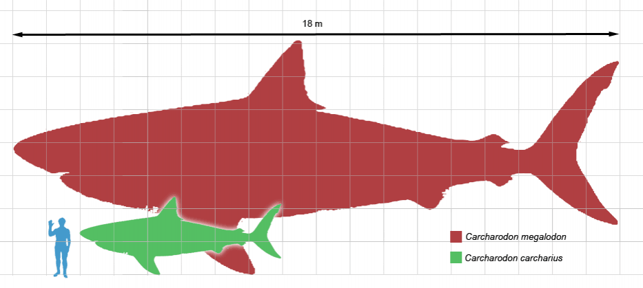 Size comparison of Carcharodon carcharias (Great White Shark, 6 m) and current maximum estimate of the largest adult size of Carcharodon megalodon (18 m), with a human Homo sapiens. Megalodon