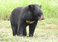 Asian Black Bear