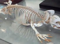 Platypus, skeleton, cure, superbugs,infection