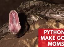 Groundbreaking report reveals pythons make good moms
