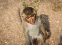 Monkey