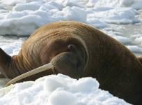 Walrus