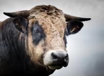 Bull