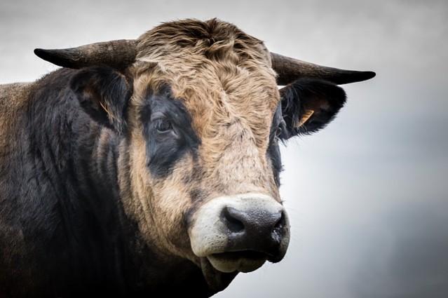 The bull was seen suddenly charging at people standing on road Bull