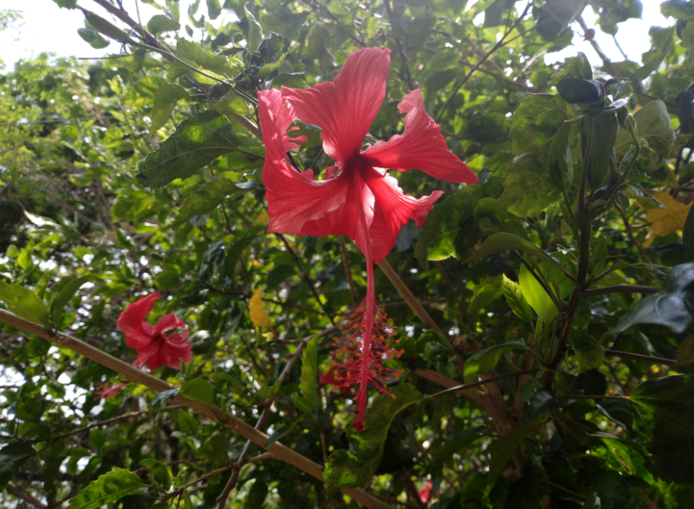 Tecno, Camon i, review, display, design,performance, camera, battery