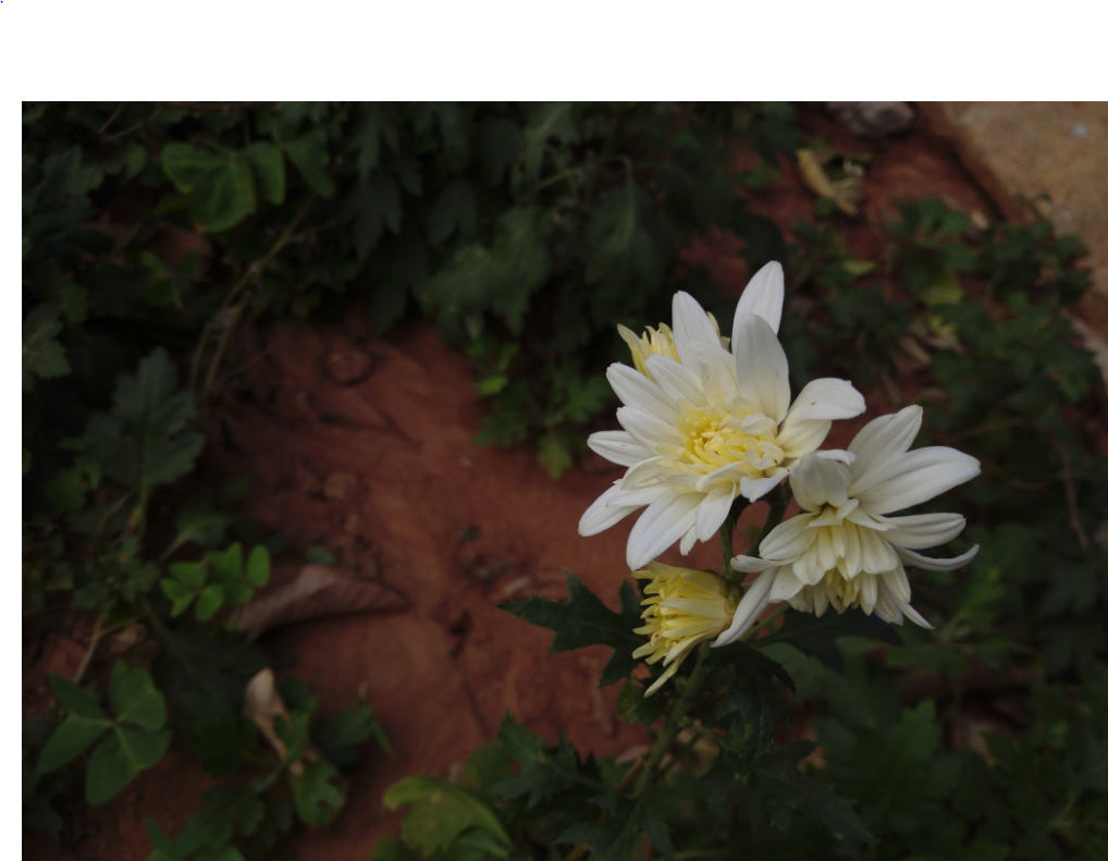 Tecno, Camon i, review, display, design,performance, camera, battery