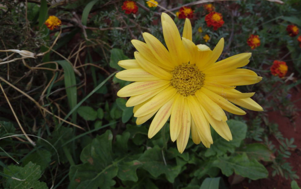 Tecno, Camon i, review, display, design,performance, camera, battery