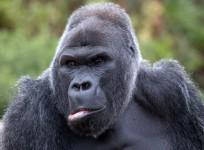 Gorilla