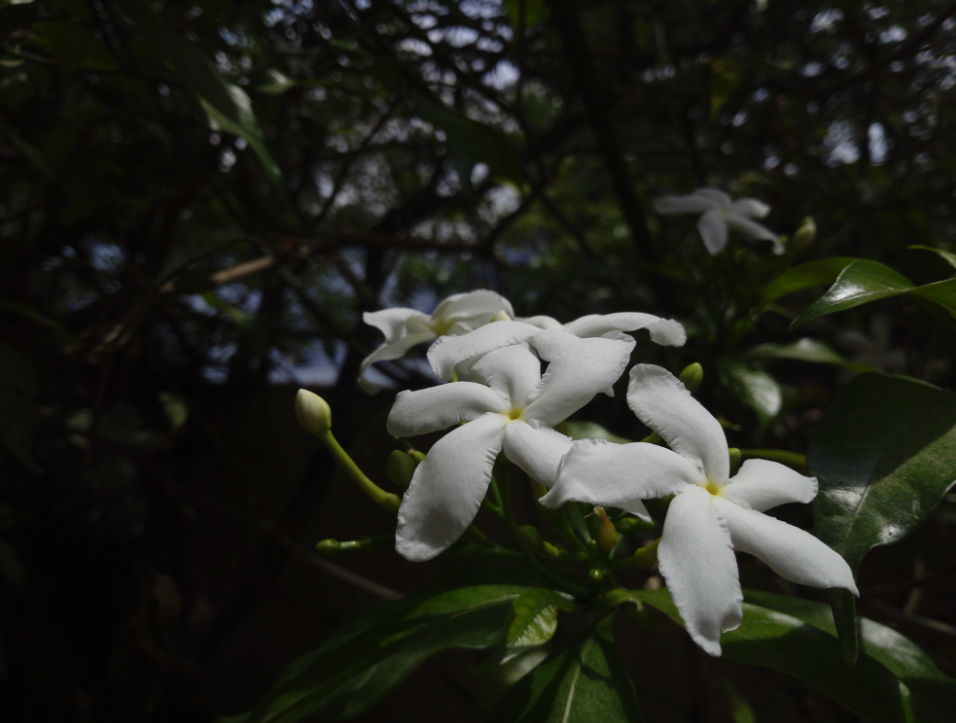 Tecno, Camon i, review, display, design,performance, camera, battery