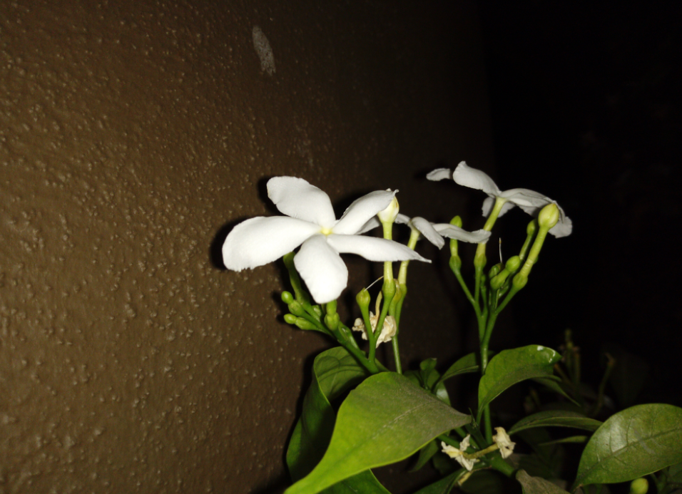 Tecno, Camon i, review, display, design,performance, camera, battery