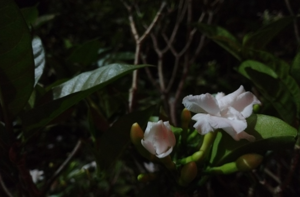 Tecno, Camon i, review, display, design,performance, camera, battery