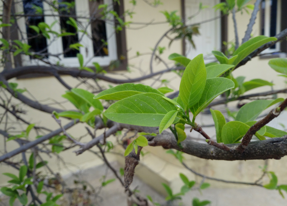 Tecno, Camon i, review, display, design,performance, camera, battery