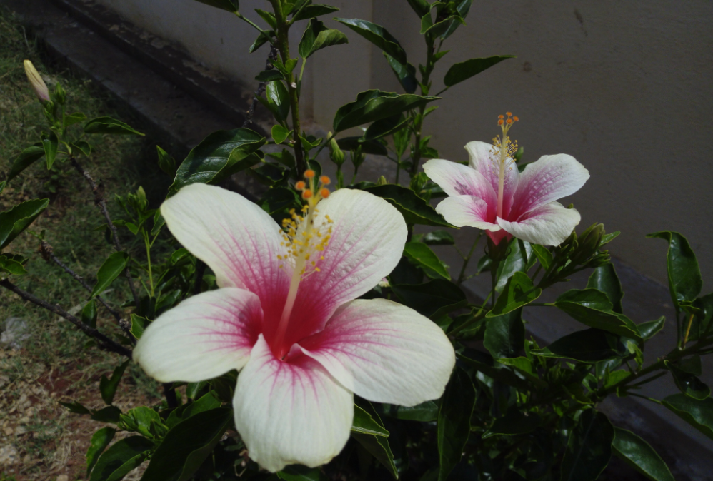 Tecno, Camon i, review, display, design,performance, camera, battery