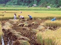 Farmers harvesting their paddy