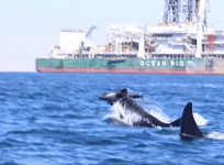 Killer whales attacking a dolphin off the coast of Africa.