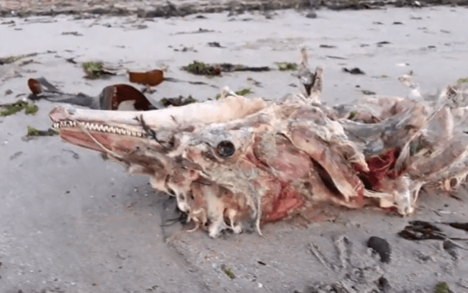 The dolphin's carcass. The dolphin's carcass.