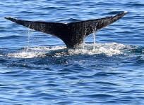 Whale