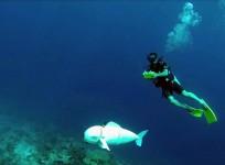 SoFi, created by MIT's Computer Science and Artificial Intelligence Laboratory to explore marine environments, swims at Rainbow Reef off Taveuni, Fiji.