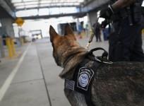 Police dog