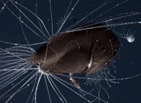 anglerfish mating