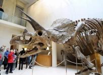 Triceratops horns