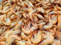 shrimp