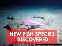 Scientists discover a hidden ocean Twilight Zone filled with unknown fish