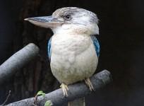 Kookaburra