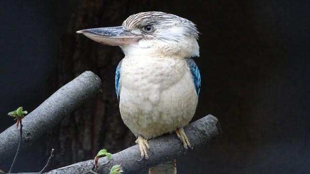 (Picture for representation) The Kookaburra was seen perched on a fence. Kookaburra
