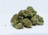 marijuana